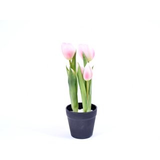 5er Tulpen im Topf 25cm weiss/pink