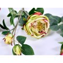 Edelrose XL 3-Blüten 70cm weiss-grün