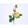 Edelrose XL 3-Blüten 70cm weiss-grün