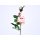 Edelrose XL 3-Blüten 70cm weiss-rose