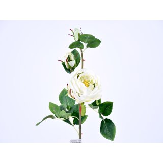 Edelrose XL 3-Blüten 70cm weiss